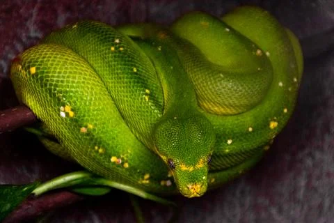 Green tree python coiled tightly on a branch Stock Photos
