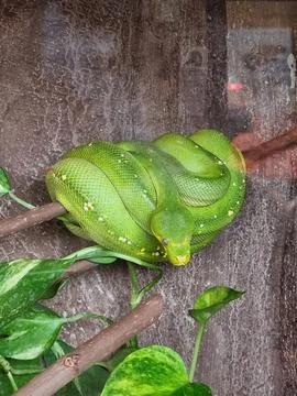 Green tree python coiled tightly on a branch Stock Photos