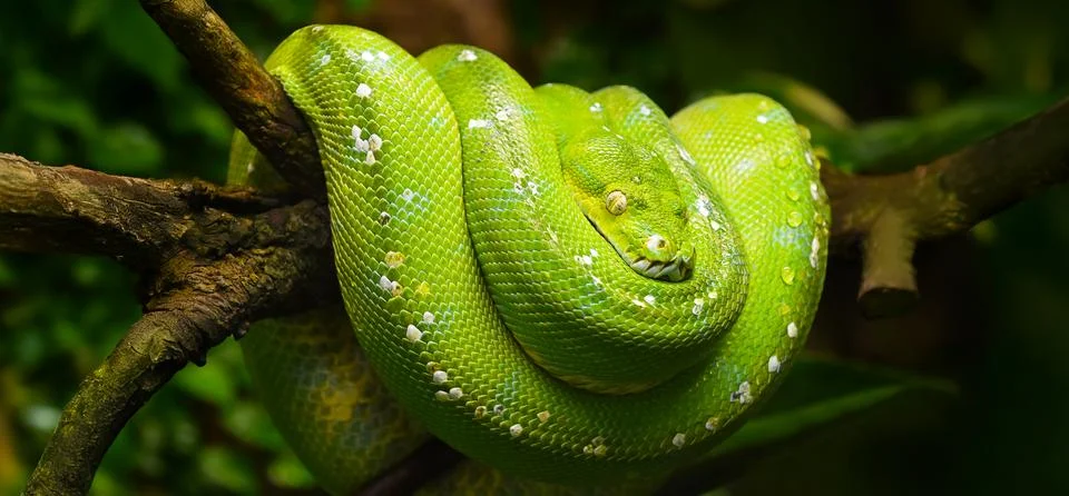 Green tree python coiled on a tree branch 写真素材