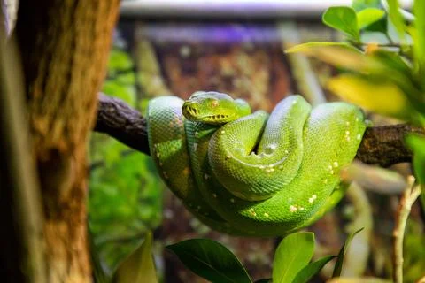 Green tree python curled up on a branch 写真素材