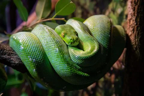 Green tree python curled up on a branch Stock Photos