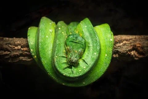 Green tree python is curled up on a branch. 스톡 사진
