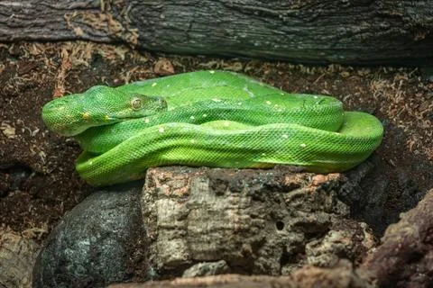 Green tree python is curled up on a rock. Stock-Fotos