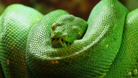 Green tree python curled up, showing its scales and eyes Stock Footage 291885786