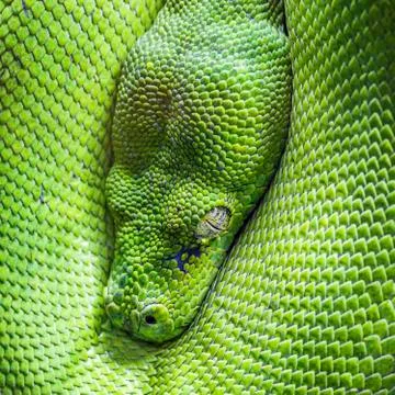 Green tree python eye Foto stock