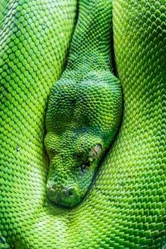 Green tree python eye Stock Photos