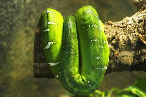Green tree python in folded in tree Stock-Fotos
