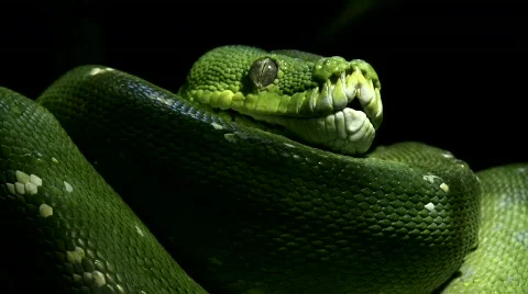  Green tree python, 스톡 동영상 634341