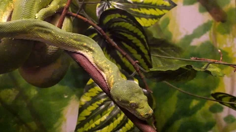 Green Tree Python Stock Footage 62809769