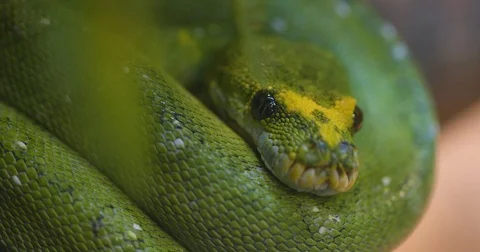 Green tree python Stockbeeldmateriaal 85043143