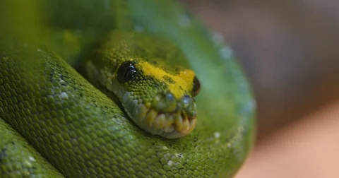 Green tree python 動画素材 85133192