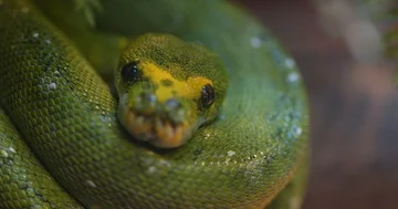 Green tree python 库存影片 85573803