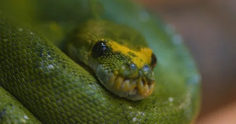 Green tree python Vidéo 85574156