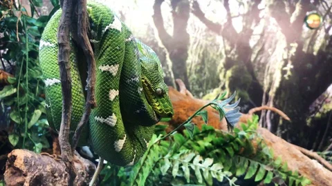 Green tree python Video stock 120518744