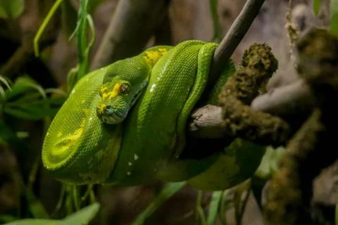 Green tree python, green snake on tree 스톡 사진