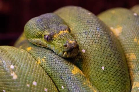 Green Tree Python Green Tree Python Copyright: xZoonar.com/DavidxTyrerx 20... Stock-Fotos