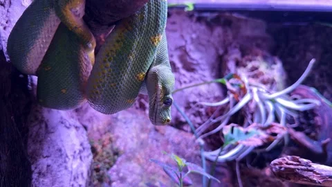 Green tree python hanging from branch in terrarium Stockbeeldmateriaal 334719091