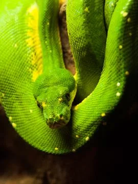 Green tree python hanging on the branch Photos