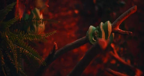Green tree python hanging on a tree branch, red light. BMPCC 4K Stock Footage 126773899
