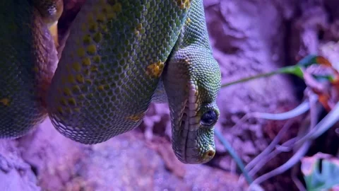 Green Tree Python Head and Scales Extreme Close-Up Stockbeeldmateriaal 336007316