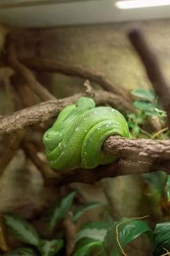 The green tree python. it is a bright green snake, living generally in trees. Photos