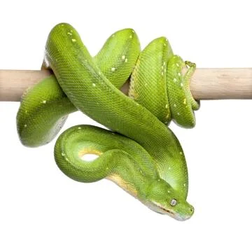 Green tree python looking down - Morelia viridis (5 years old) 写真素材