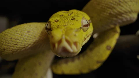 Green tree python looking right at camera Video stock 171139424