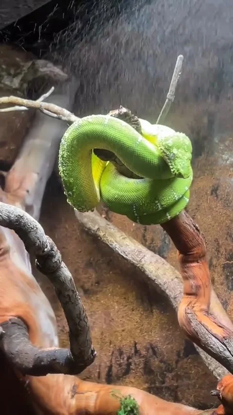 Green Tree Python Misting Stock Footage 332296557