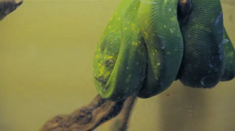 Green tree python, morelia viridis Stockbeeldmateriaal 6530226