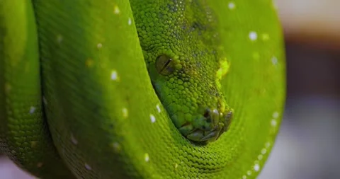 The green tree python (Morelia viridis) is a species of snake in the family P Stock Footage 140867569