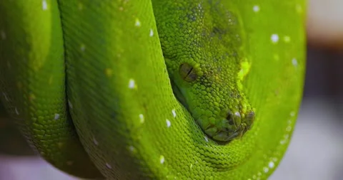 The green tree python (Morelia viridis) is a species of snake in the family P 스톡 동영상 141735919