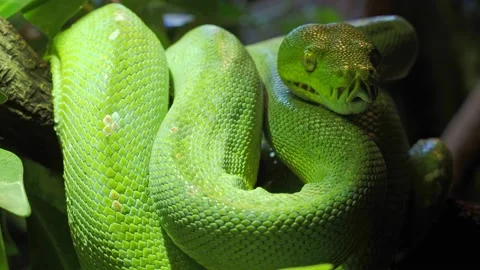 Green tree python (Morelia viridis) close-up. Portrait art. 스톡 동영상 163224650