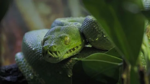 Green tree python (Morelia viridis) close-up. Portrait art. 스톡 동영상 164714754