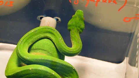 Green tree python (Morelia viridis) Stock Footage 181594492