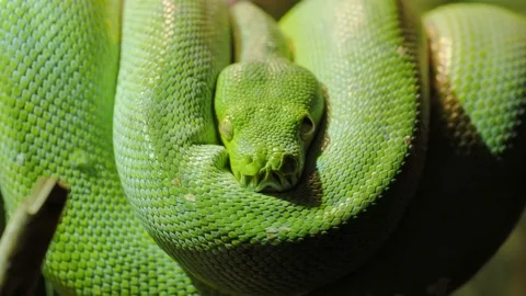 Green tree python (Morelia viridis) close-up. Portrait art. Stock Footage 196245695