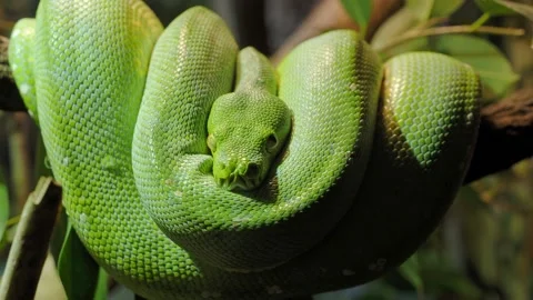 Green tree python (Morelia viridis) close-up. Portrait art. Stock Footage 196697444