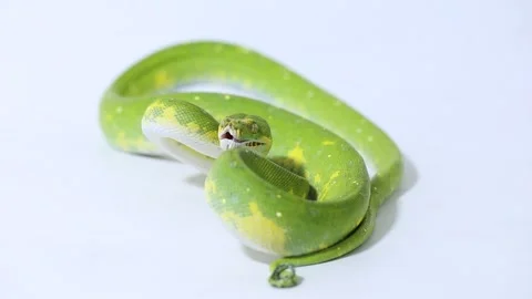 Green Tree Python Morelia viridis snake biak isolated on white background 動画素材 221841559