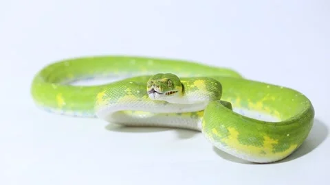 Green Tree Python Morelia viridis snake biak isolated on white background Stock Footage 221841560