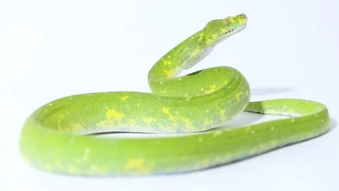 Green Tree Python Morelia viridis snake biak isolated on white background Stock Footage 221841563