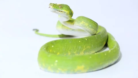 Green Tree Python Morelia viridis snake biak isolated on white background Stock Footage 221841565