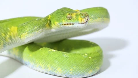 Green Tree Python Morelia viridis snake biak isolated on white background Stock Footage 221841575
