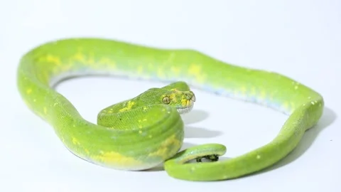 Green Tree Python Morelia viridis snake biak isolated on white background Stock Footage 221841577