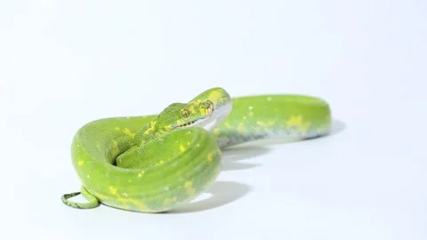 Green Tree Python Morelia viridis snake biak isolated on white background Stock Footage 221841582
