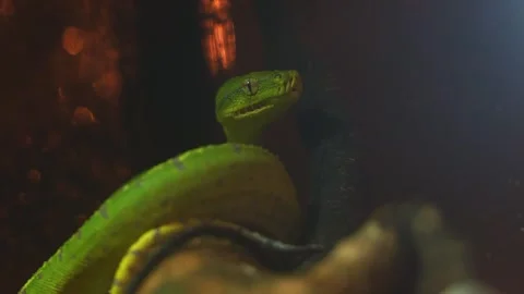 A Green tree python, (Morelia viridis) flicking its tongue, close up shot. Stock Footage 303073827
