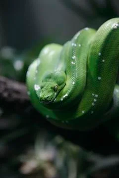 A green tree python (Morelia viridis) Berlin, Germany Foto stock
