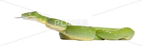 Green tree python - Morelia viridis (5 years old) Stock Photos