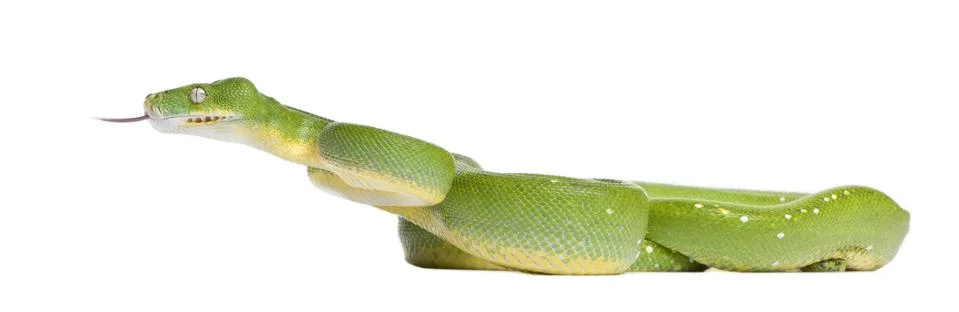 Green tree python - Morelia viridis (5 years old) Foto stock
