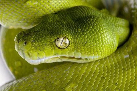 Green tree python - Morelia viridis (5 years old) Photos