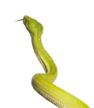 Green tree python - Morelia viridis (5 years old) Stock Photos