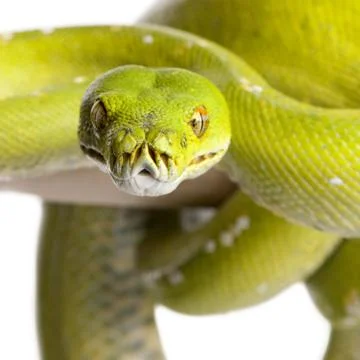 Green tree python - Morelia viridis (5 years old) Photos